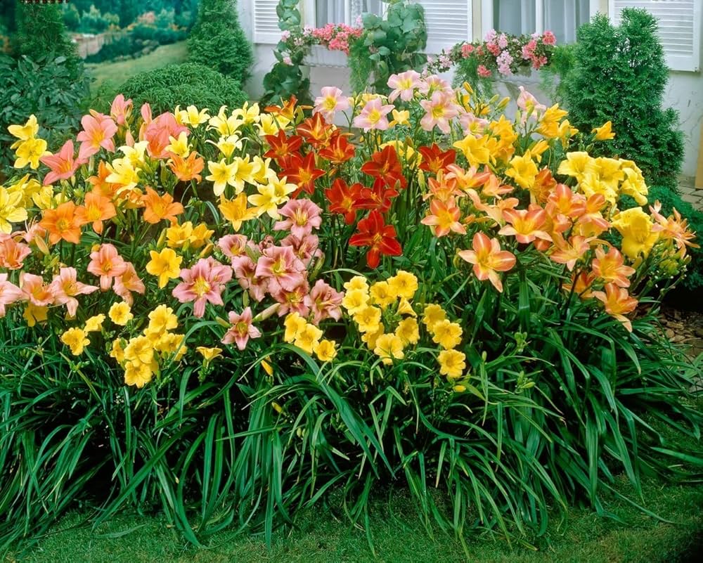Daylily (flower Hemerocallis spp.) for planting in garden